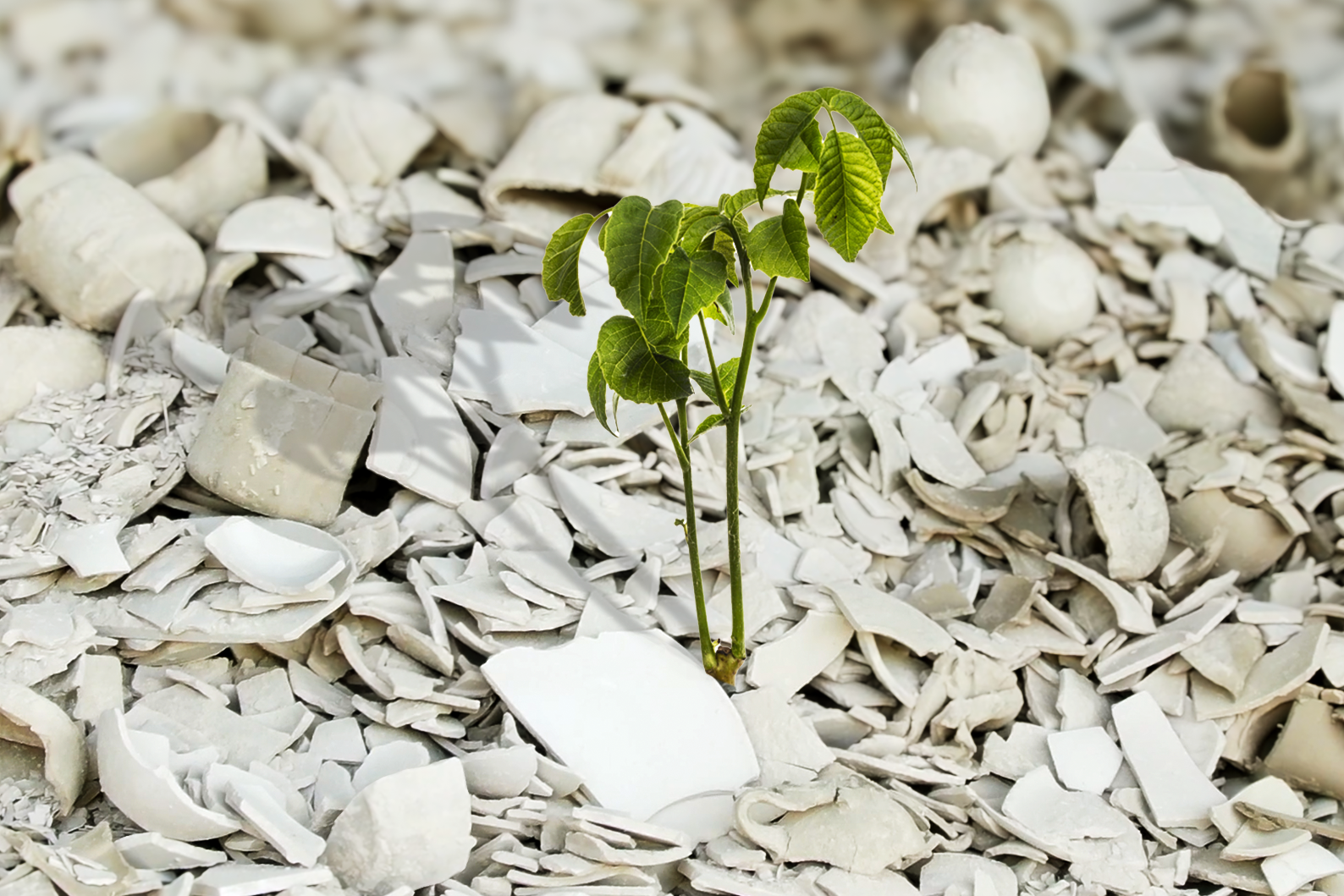 foto_sustentabilidade_desfoque-6836e485 Produ&ccedil;&atilde;o Sustent&aacute;vel | Cer&acirc;mica Ecol&oacute;gica | Ceramirupe - Ceramirupe Cer&acirc;micas